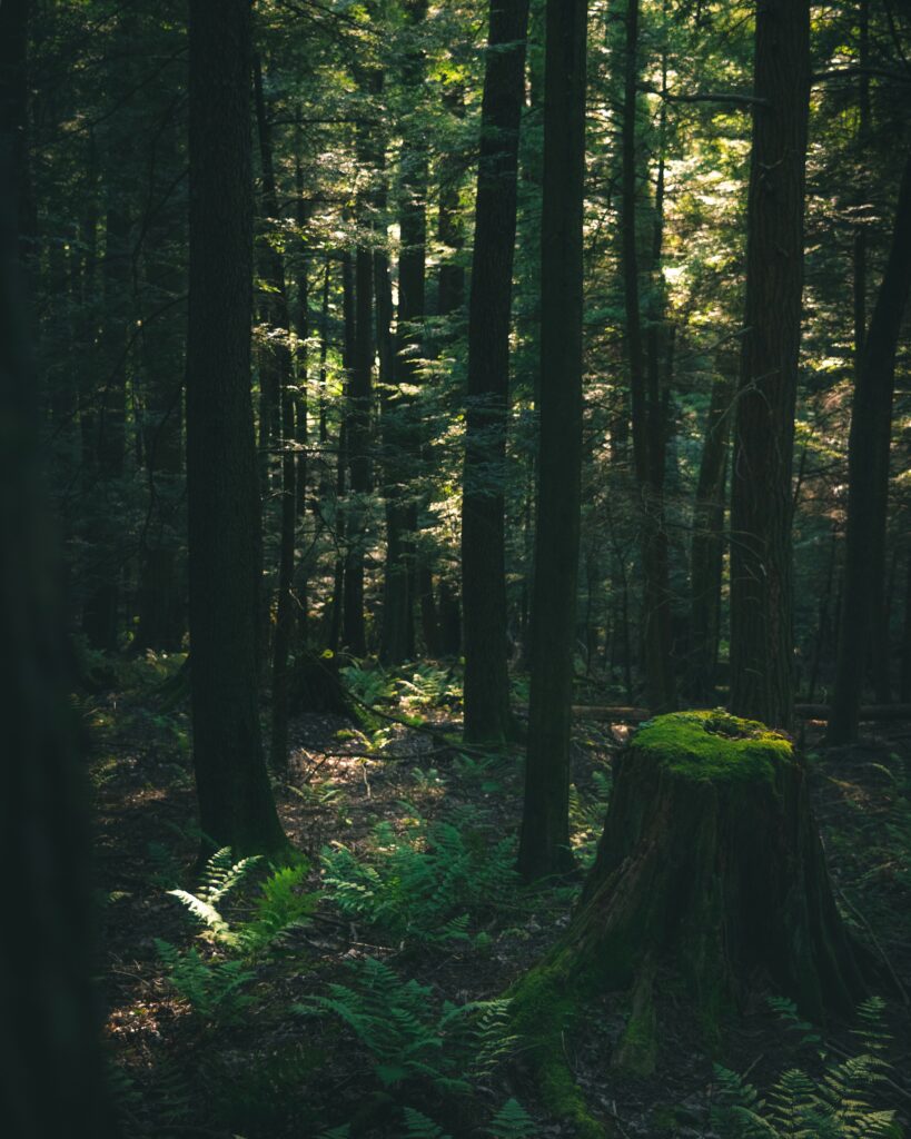 dark forest with moss covered stump surrounded by ferns on the forest floor