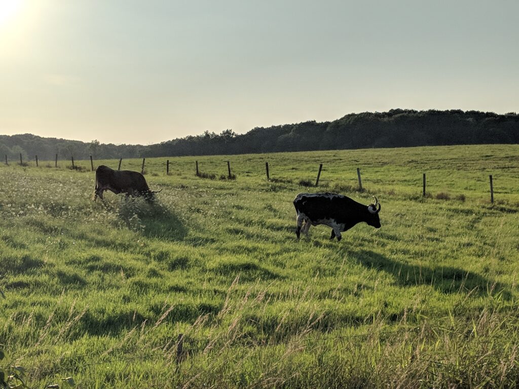 two longhorn cattle grazing in a field