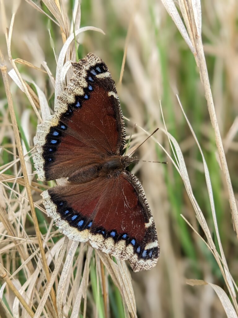 Mourning cloak butterfly on dried grasses