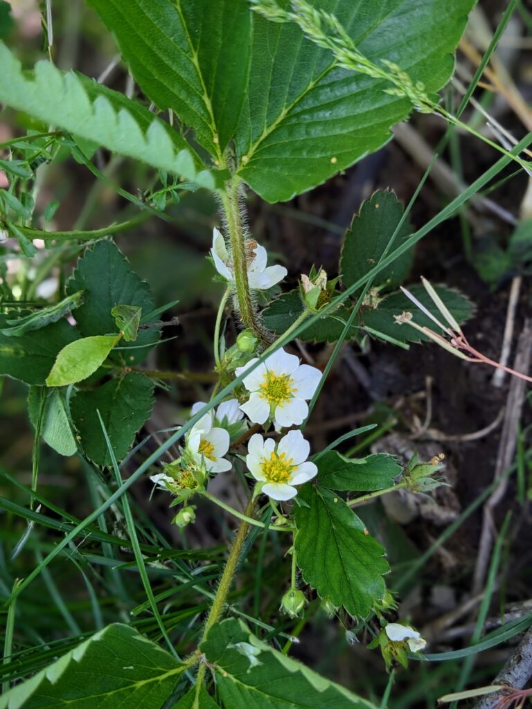 wild strawberry flowers (white petals and yellow center) and leaves 
