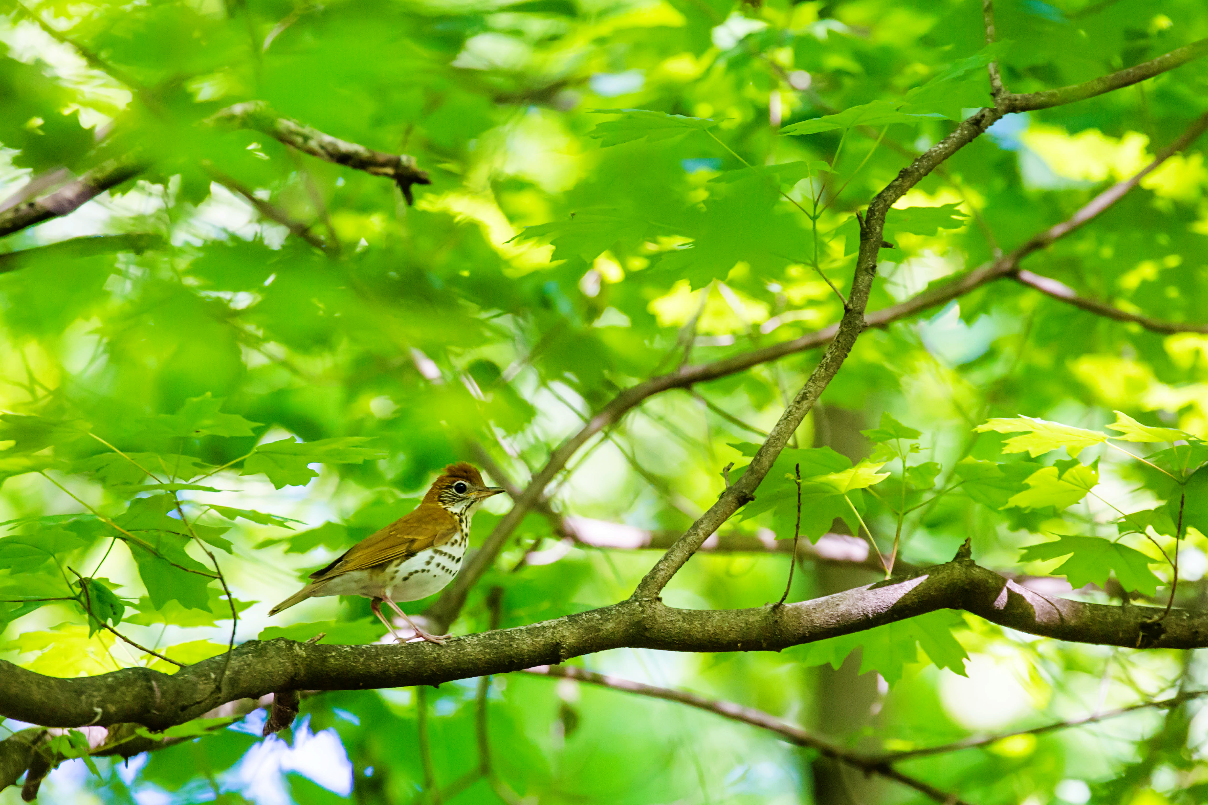 Wood thrush sitting on a branch high in a tree with green leaves behind it