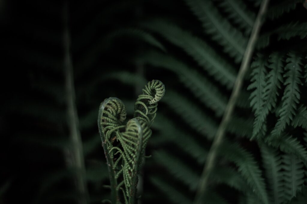 Three dimly lit ferns still curled like fiddle heads, fully unfurled fern in the background 