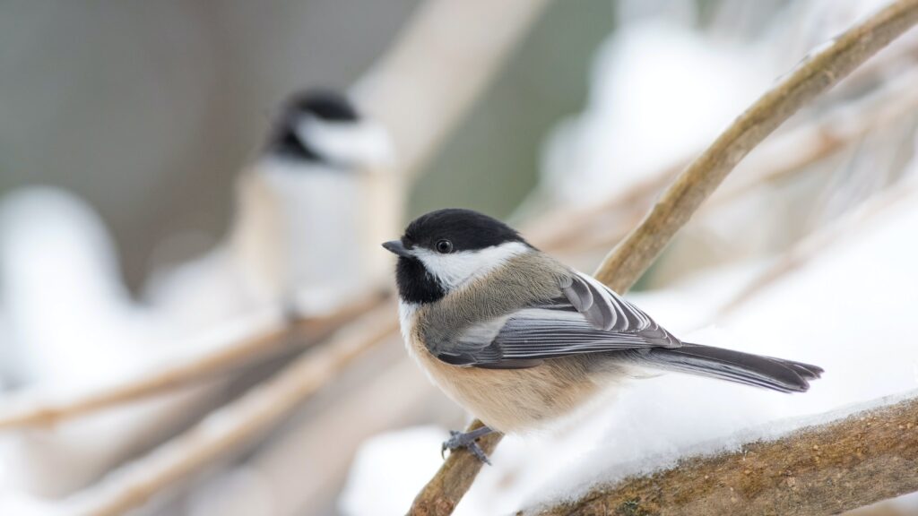 Black capped-chickadee on a branch on winter (one in focus, a second blurred in the background)