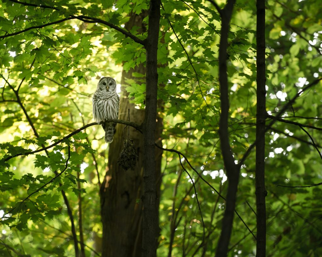 Barred owl perched on a branch in a deciduous forest