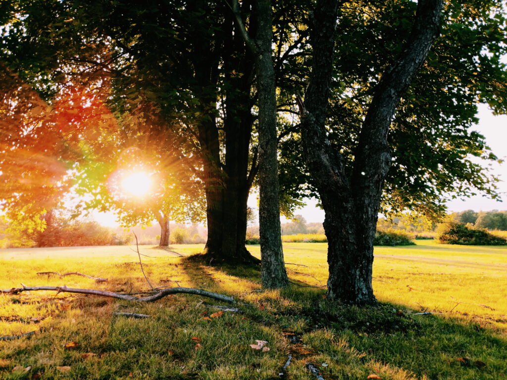 Four trees in a grassy field with sunlight coming through the leaves and branches near the horizon