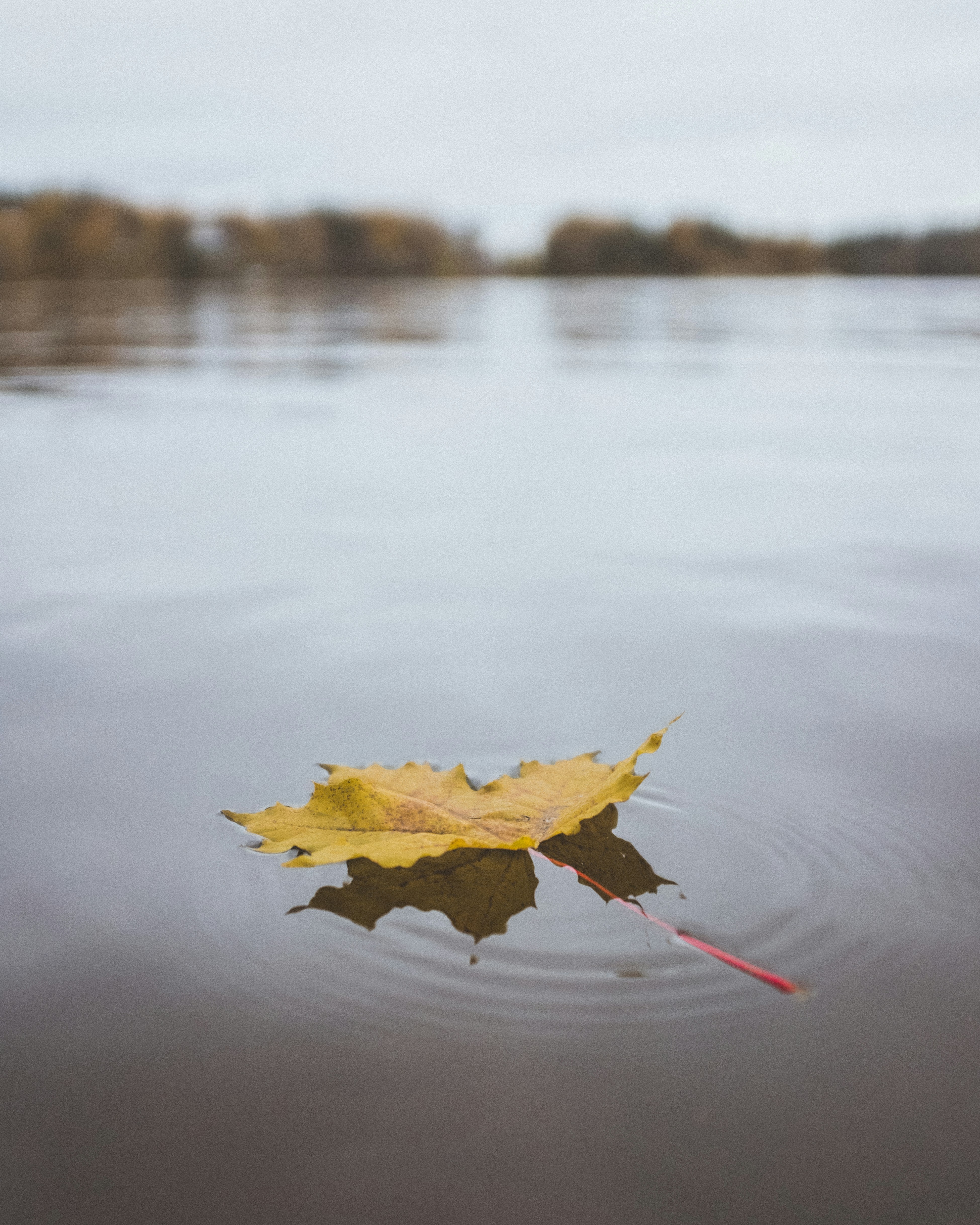 a yellow maple leaf floating on the surface of a lake