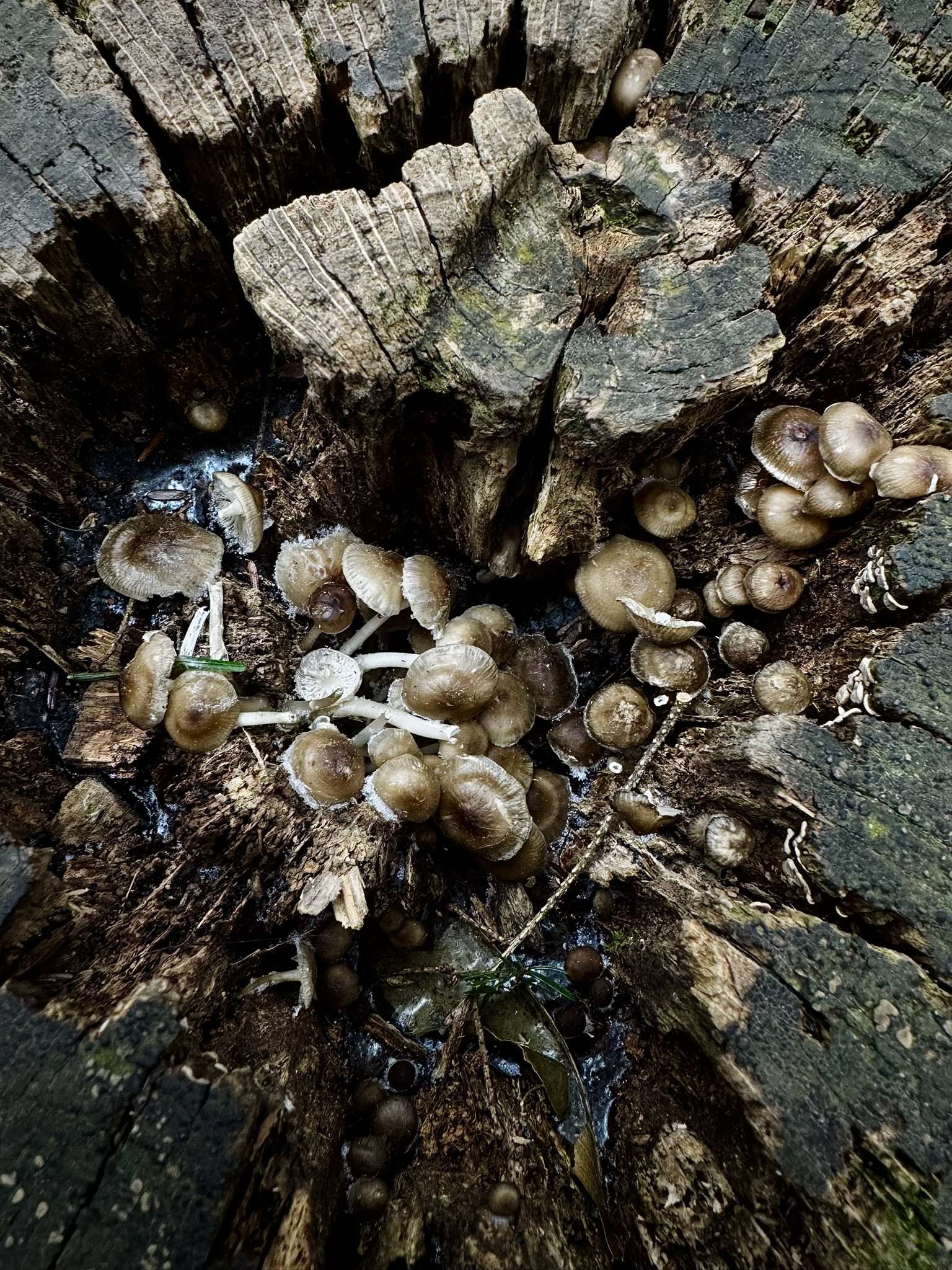 several small mushrooms frozen together inside the top of a rotting tree stump.