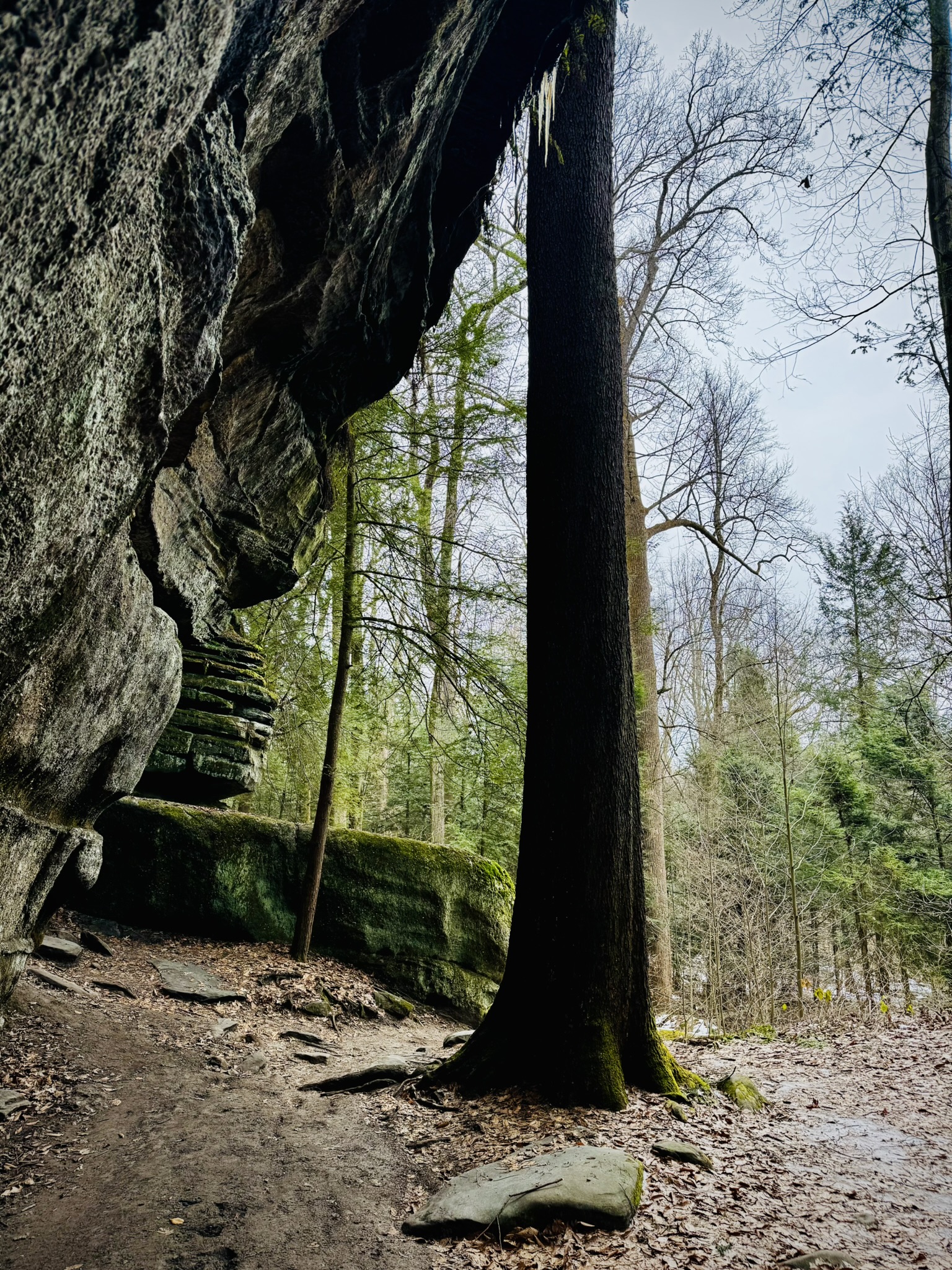 a large tree next to a rocky ledge. The ledge sticks out at an angle and the tree appears to be supporting the rocks.