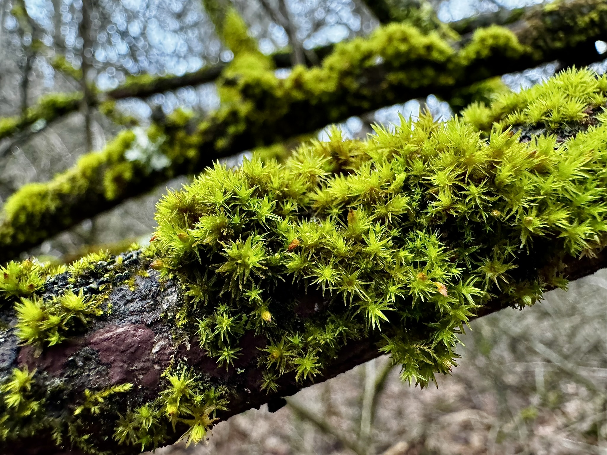 a closeup of a moss-covered tree branch.