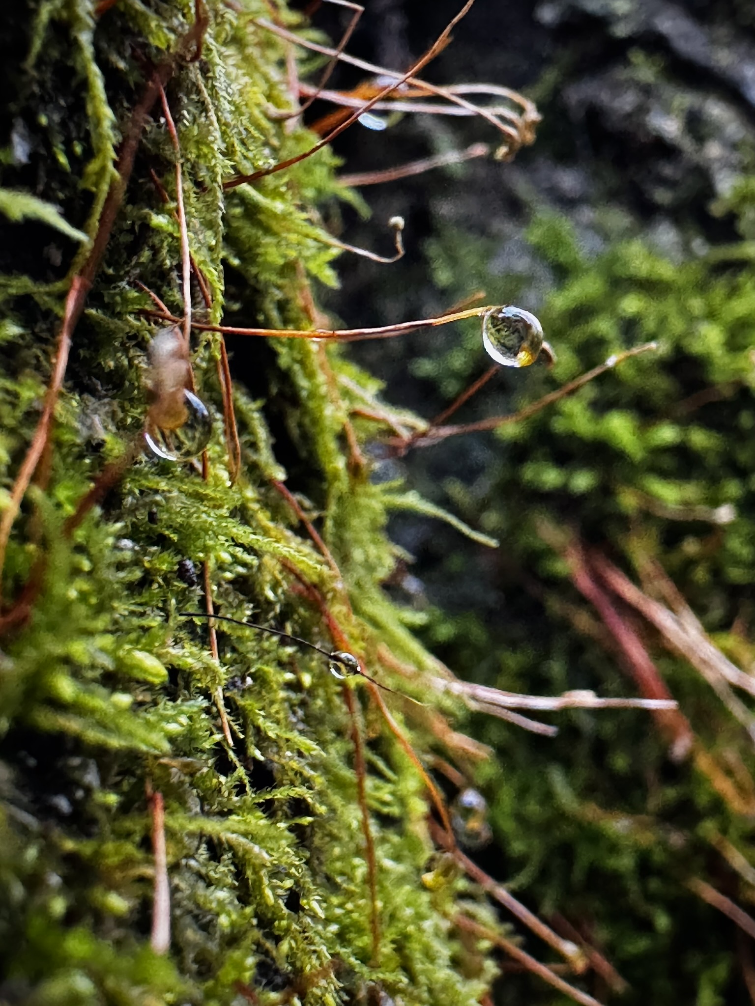 a closeup of moss growing on the trunk of a decaying beech tree. The sporophytes are sticking out horizontally and there are a few with water droplets on the end.