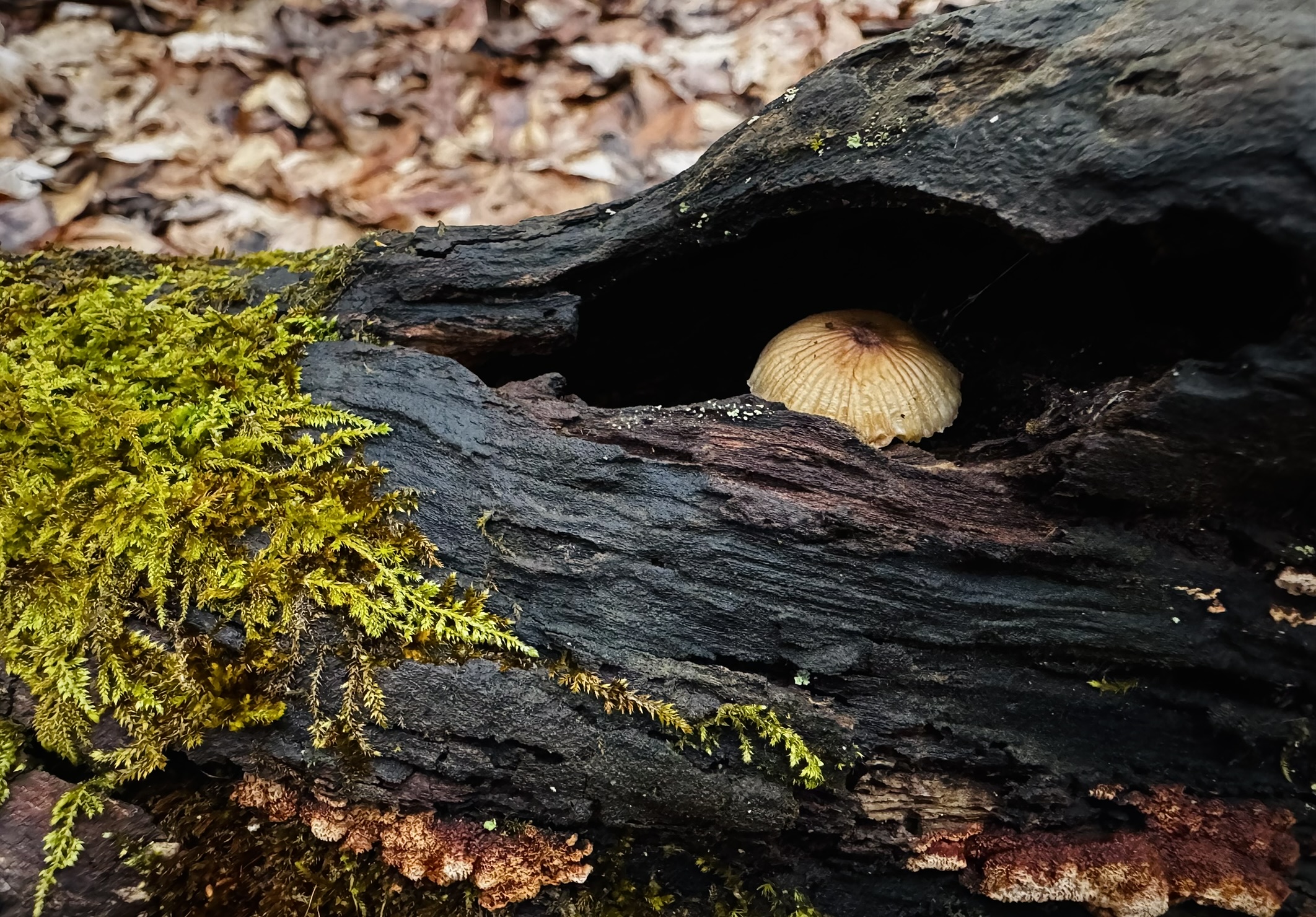 a decaying and fallen branch with a large covered hole in the top. Inside the hole but sheltered is a single mushroom cap. Some moss is growing to the left of this hole.