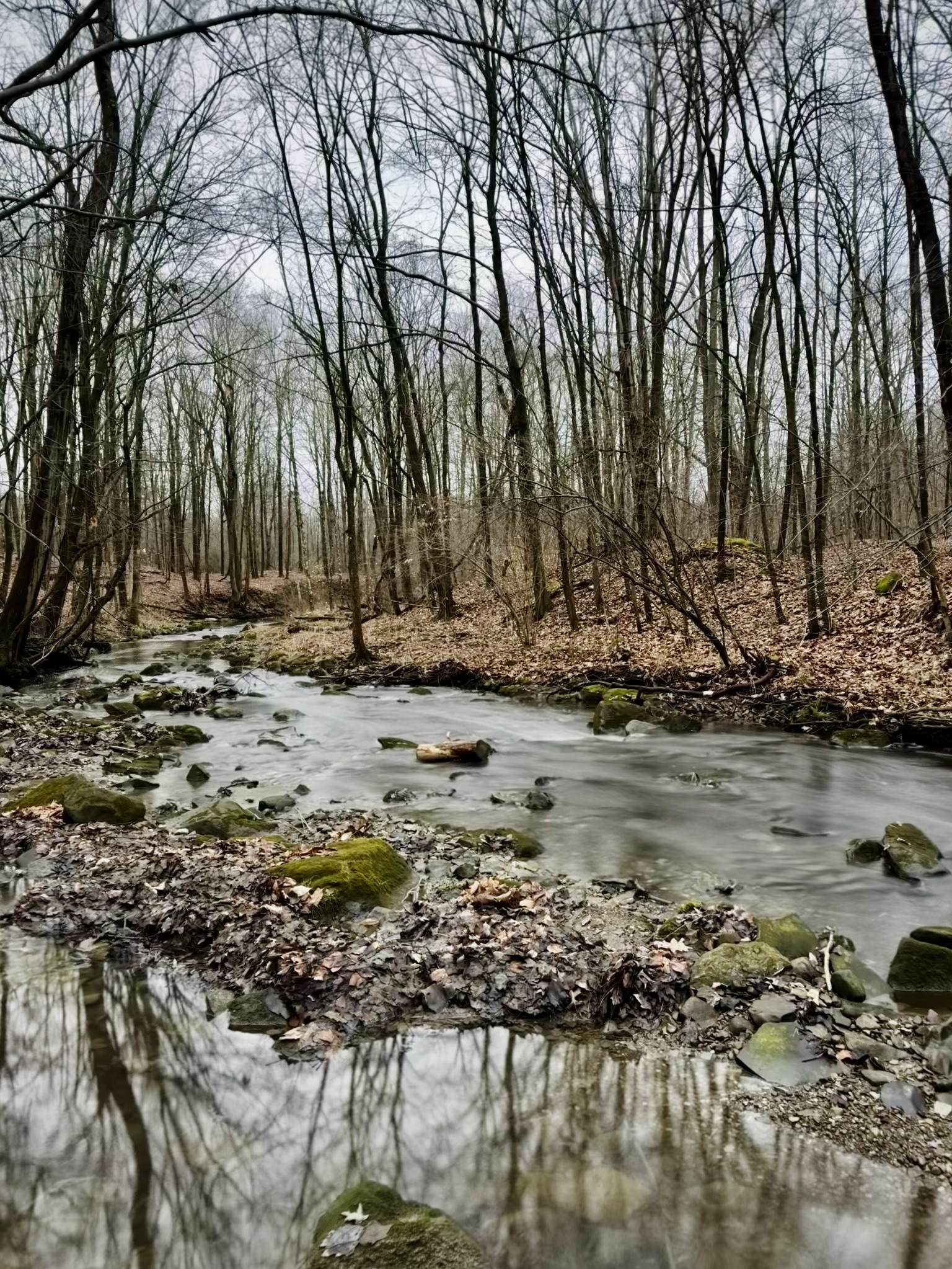 a creek in a hardwood forest. The ground on either side is covered with leaves and all the trees are bare. Several larger rocks in the creek are covered in moss.