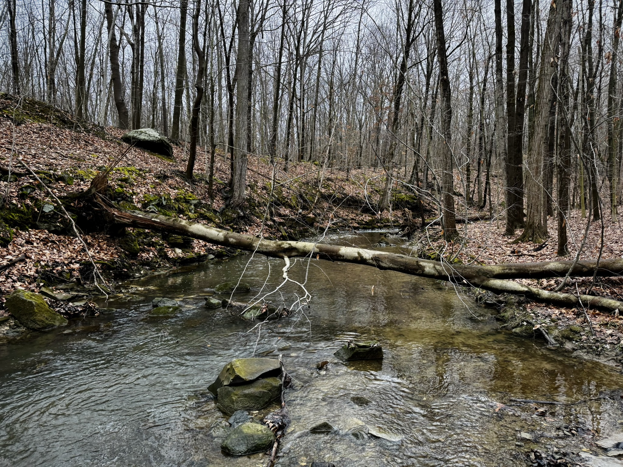 A creek through a hardwood forest. A tree has fallen across the creek. 