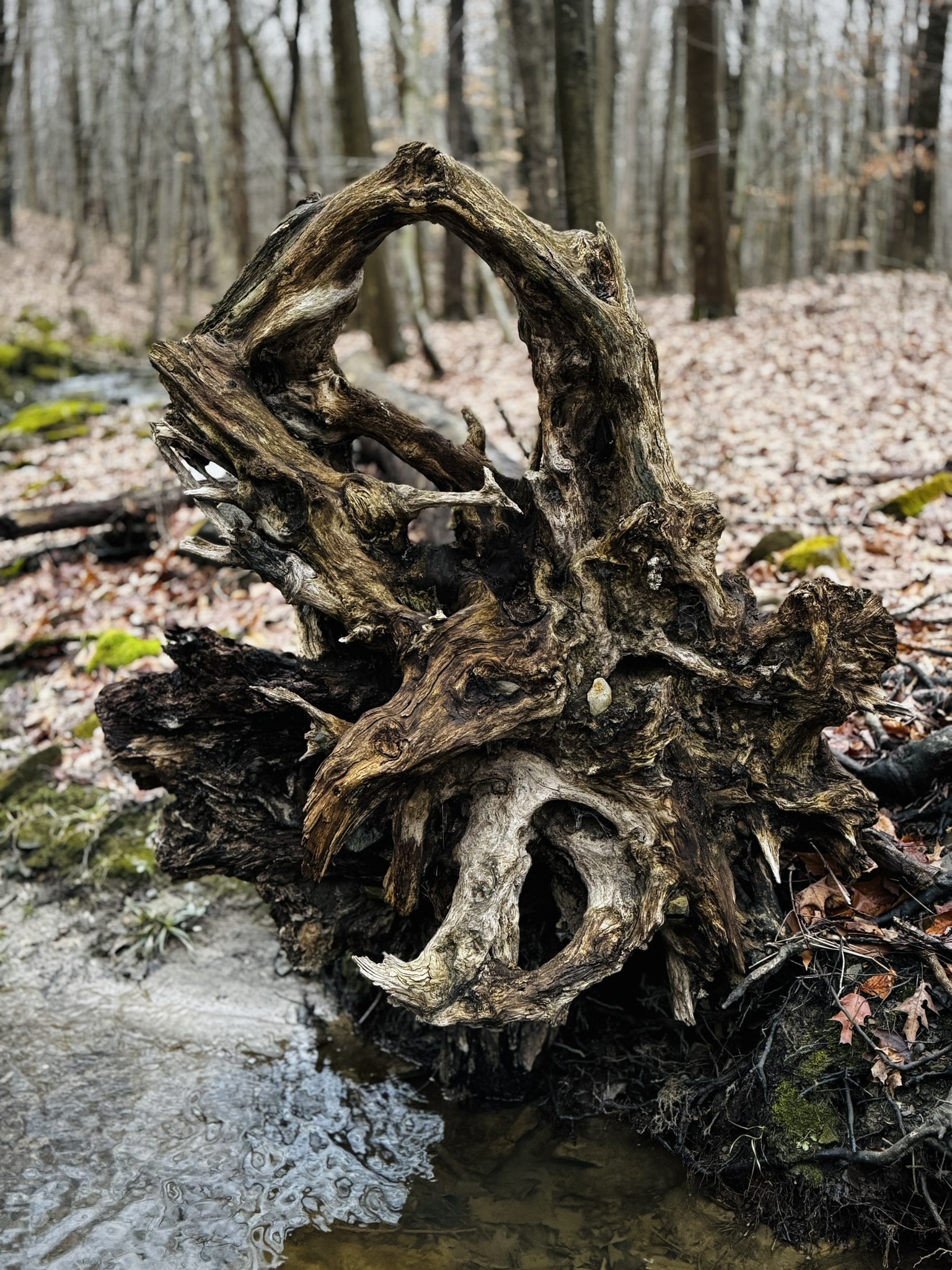 the exposed and weathered roots of a fallen tree on the side of a creek in the middle of a forest. 