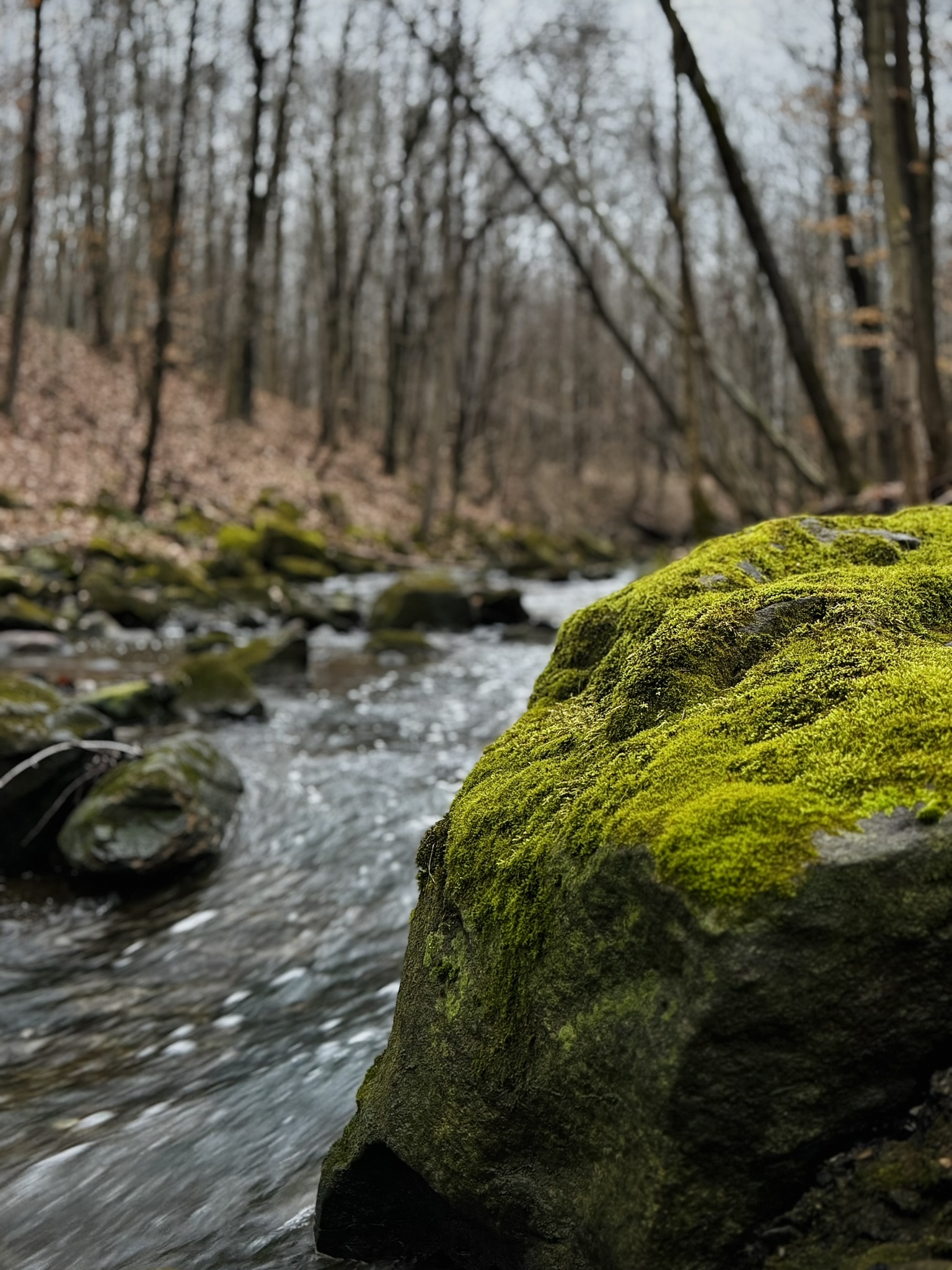 a large moss-covered boulder at the edge of a creek in the middle of a hardwood forest.