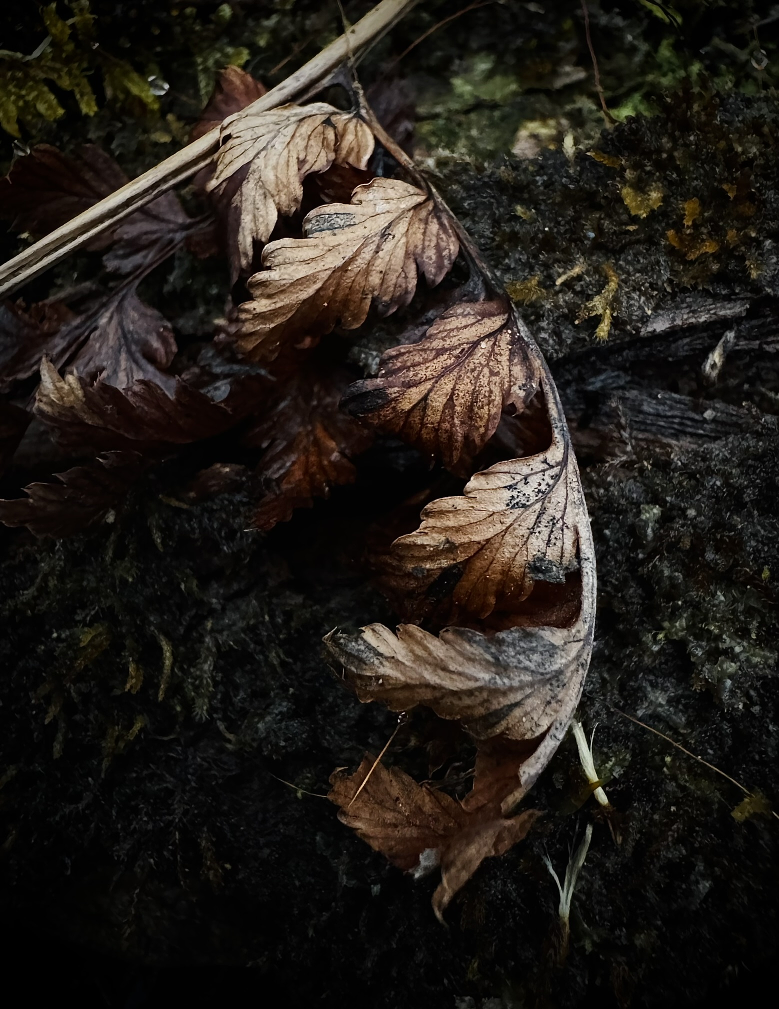 a closeup of a dried and brown fern frond sitting on decaying wood.