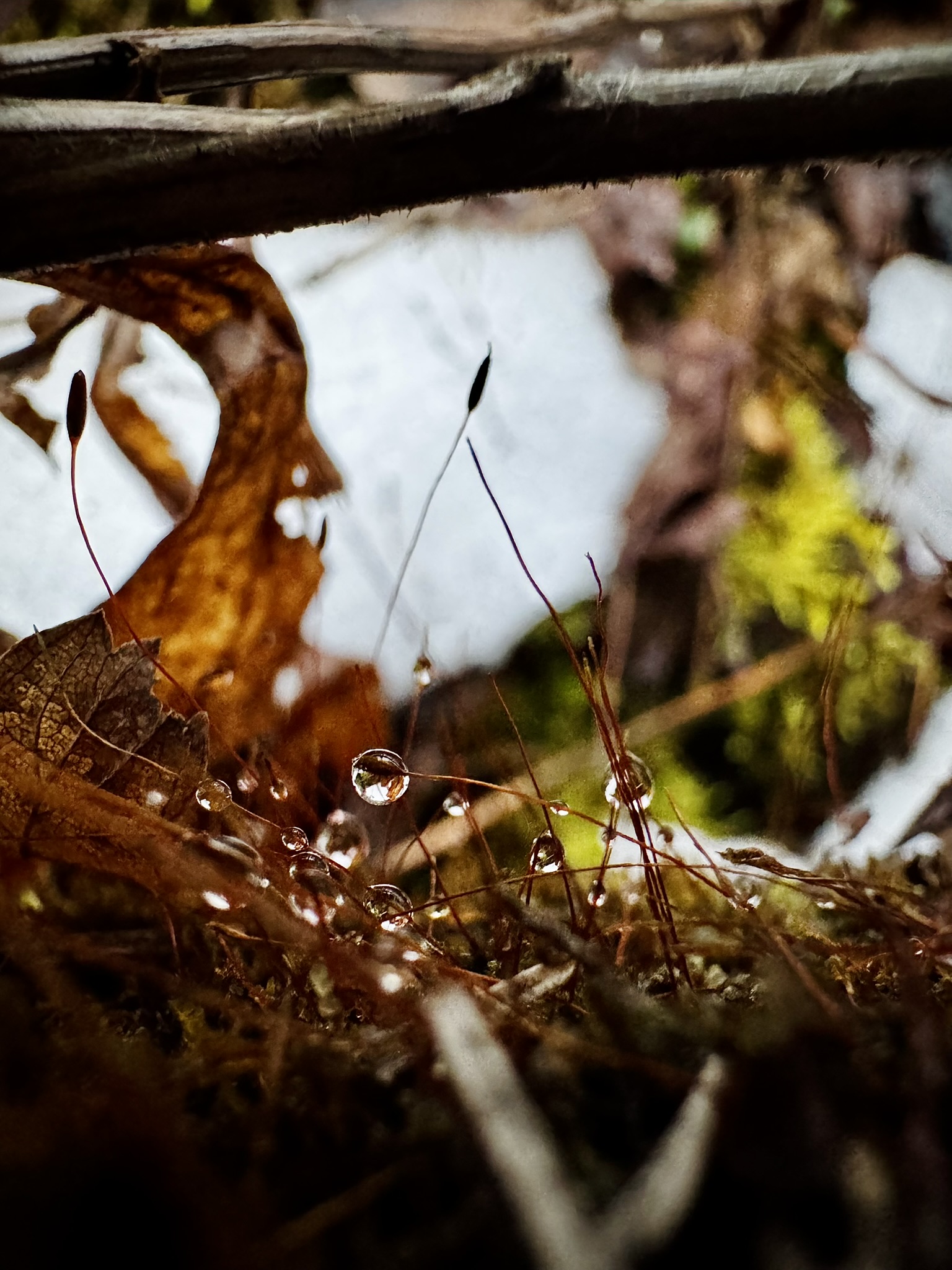 a closeup of moss sporophytes with several water droplets formed on them.