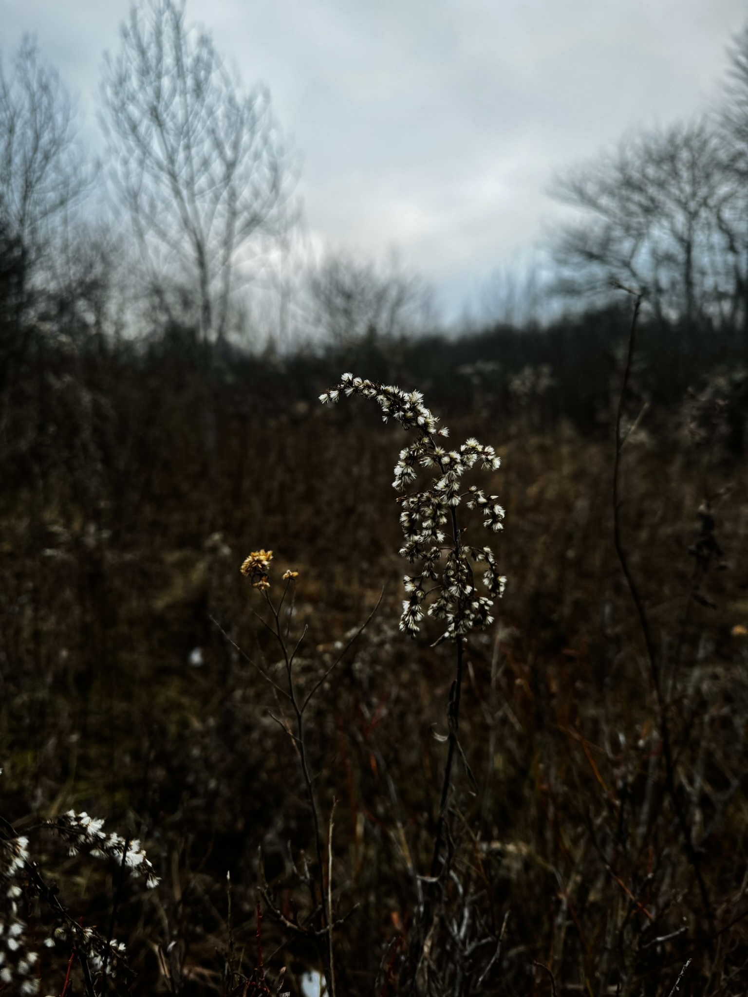 an ironweed and goldenrod stalk that have both gone to seed next to each other at the edge of a meadow.