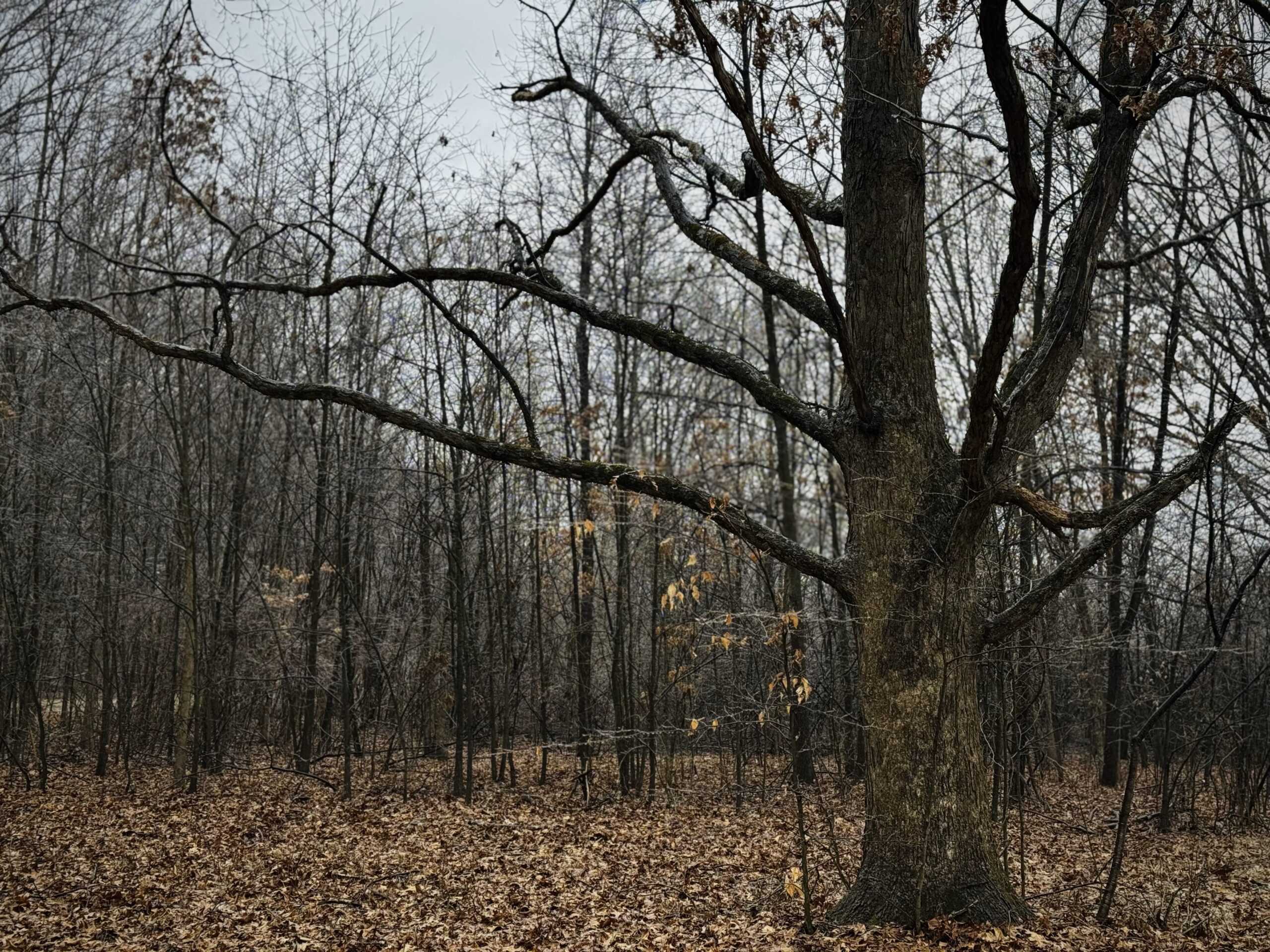 a large tree growing in a small clearing in the woods with many early succession trees behind it.