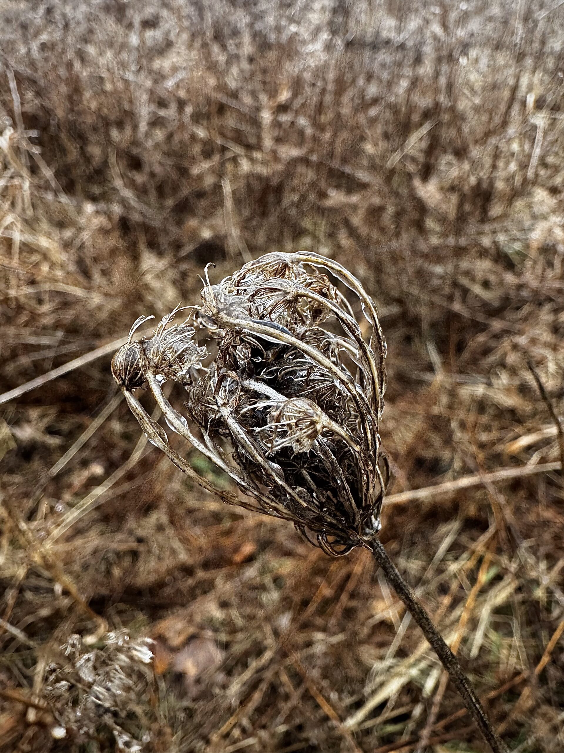 a dried, closed, and frozen queen anne's lace flower growing in a meadow.