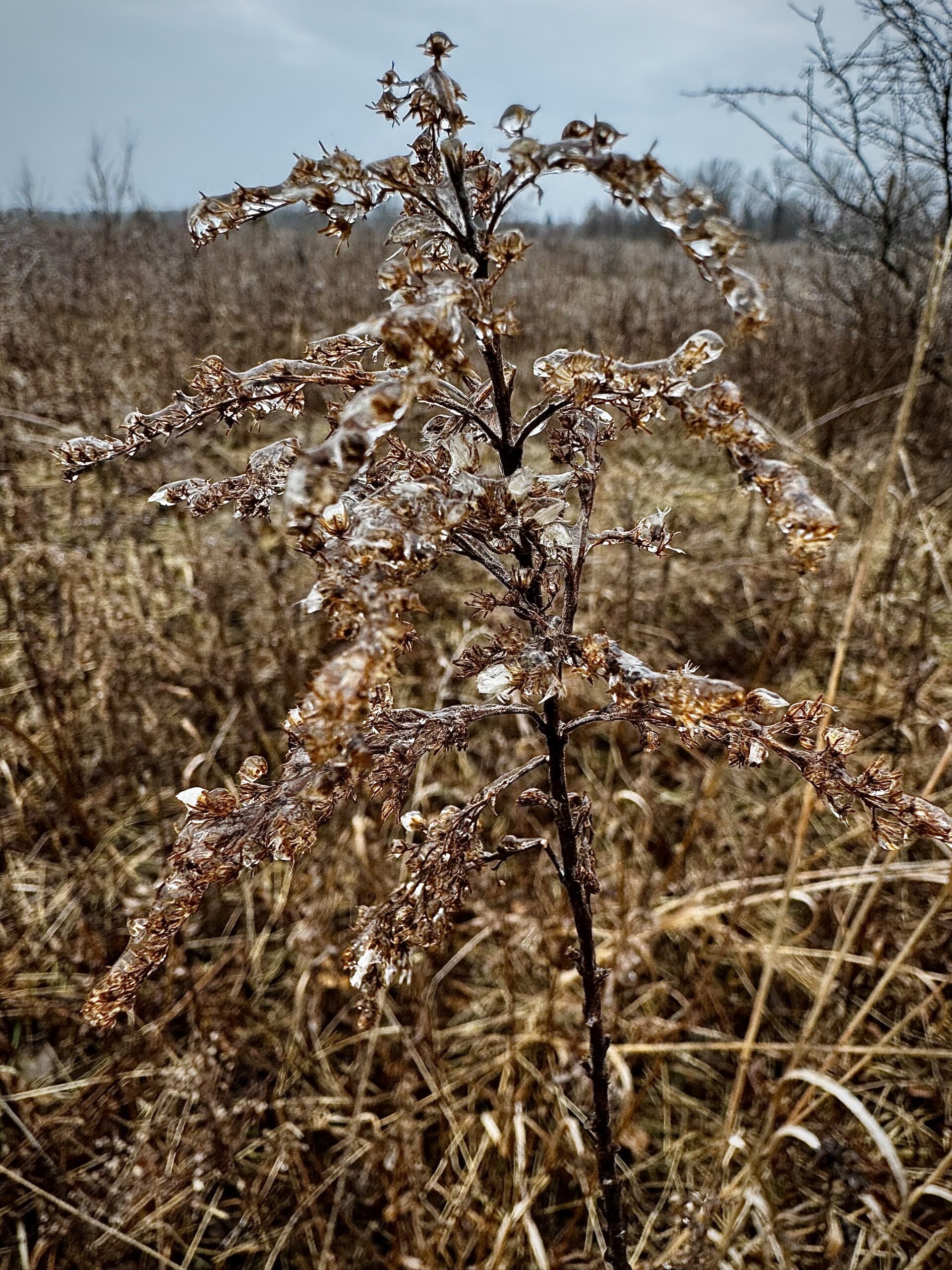 a goldenrod plant gone to seed growing in a meadow but covered in a layer of ice.