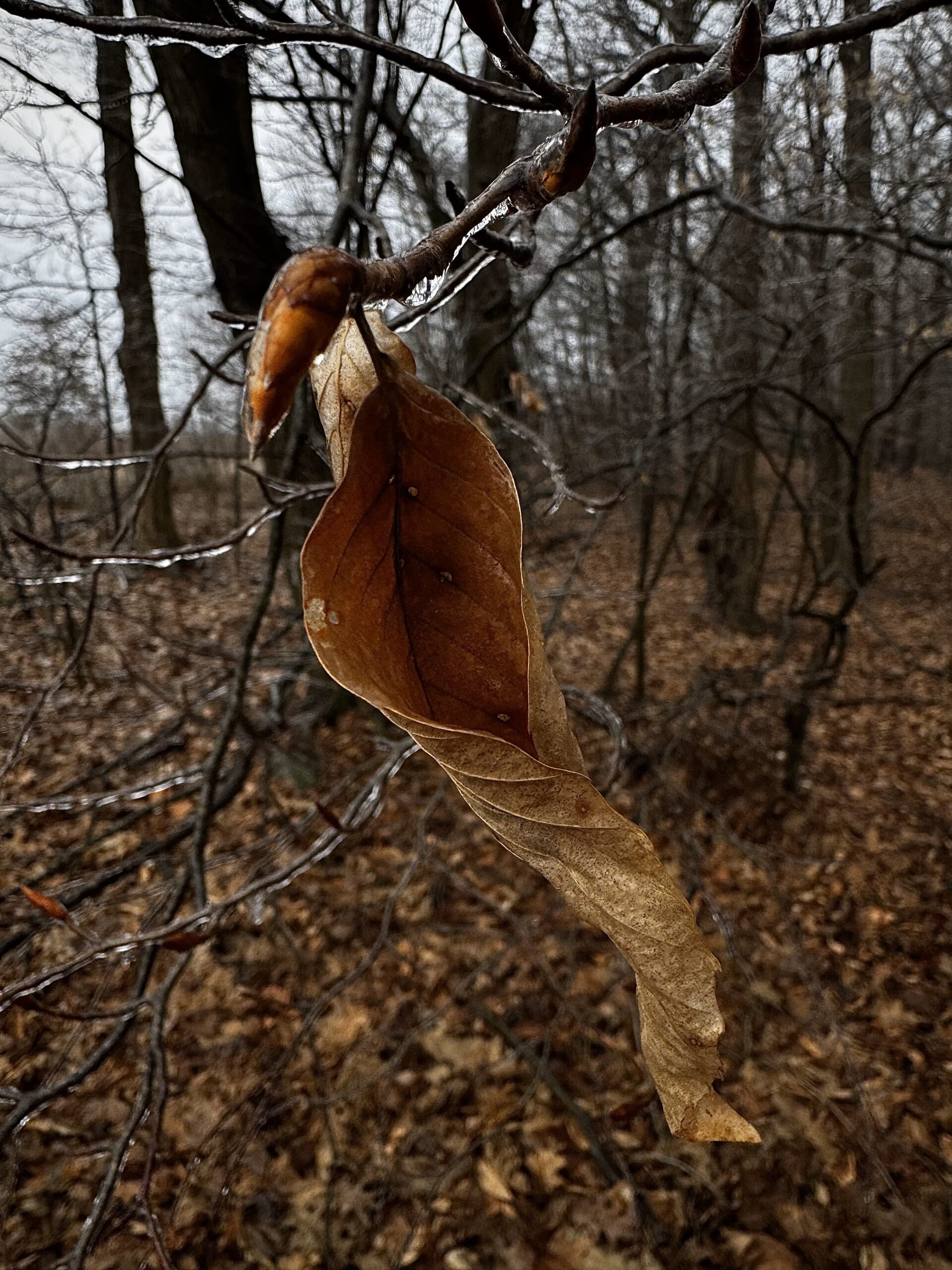 a closeup of a beech leaf and buds on the end of a branch. the buds are covered in ice but the leaf is not, though it is curled in an almost vulva-like shape