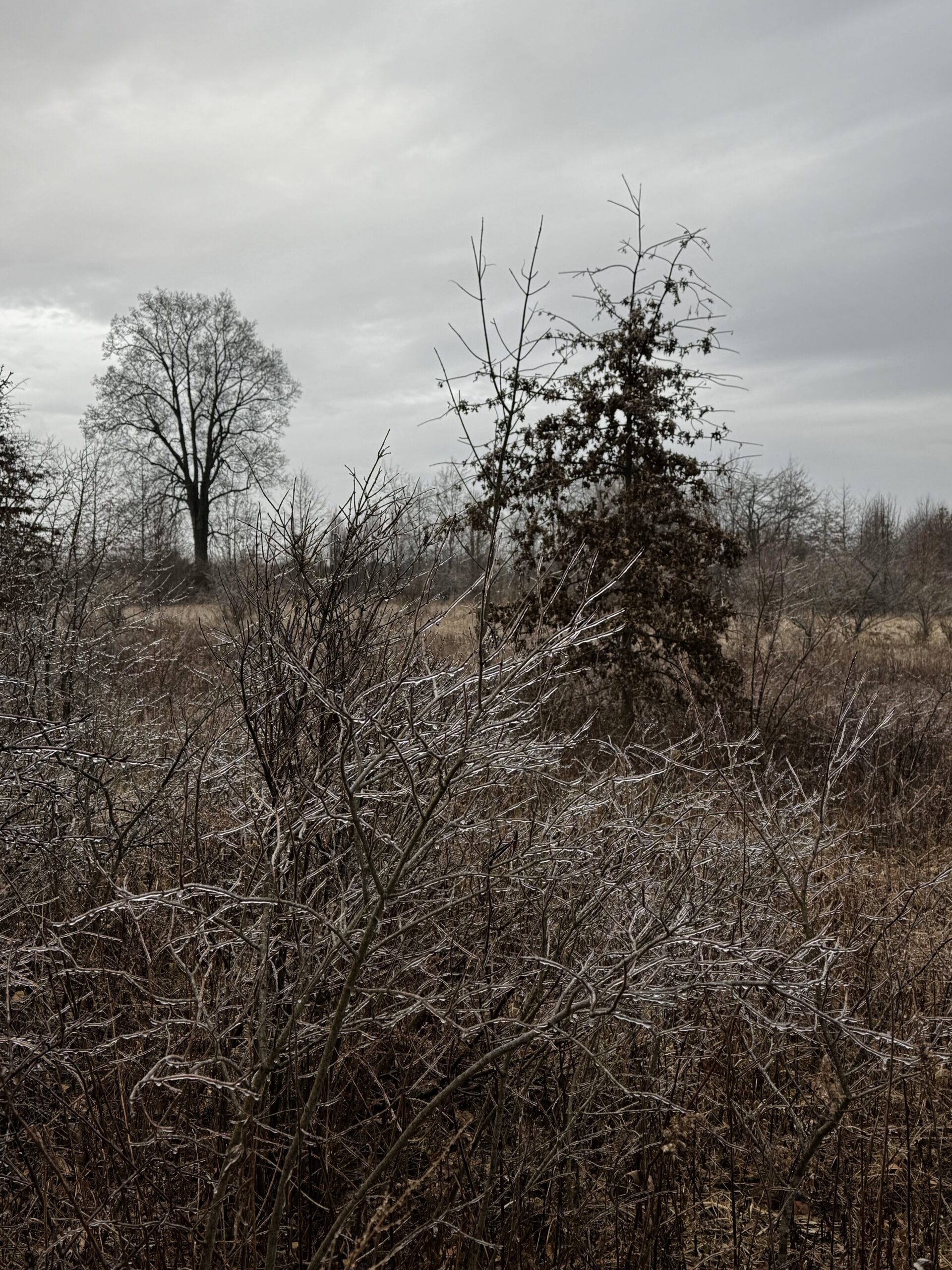 a frozen meadow. a few larger trees are in the distance, a smaller oak tree with the dried leaves still attached, and smaller bushes and shrubs covered in ice in the foreground. 